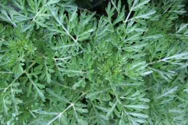 Acı pelin otu (Artemisia absinthium) vahşi doğada yetişir.