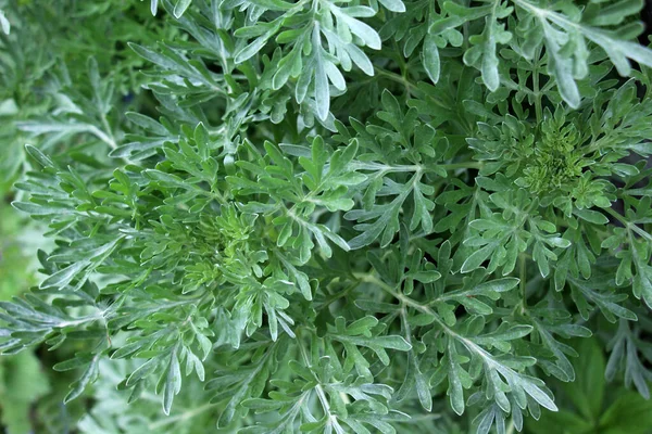Katkera Koiruoho Artemisia Absinthium Pensas Kasvaa Luonnossa — kuvapankkivalokuva