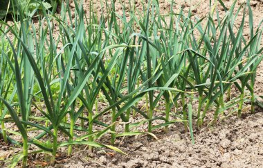 Tarlada organik topraklarda sarımsak yetişiyor.