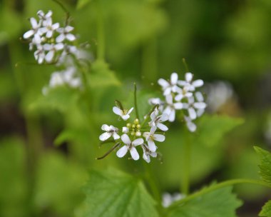 Vahşi doğada iki yıllık bir bitki yetişir at sarımsağı (Alliaria petiolata