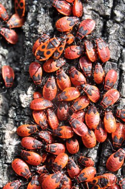 Pyrrhocoris apterus kolonisi vahşi doğada bir ağaç gövdesinde.