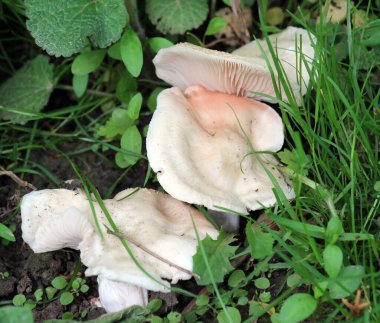 Mayıs 'ta ortaya çıkan ilk yenilebilir bahar mantarlarından biri Calocybe Gambosa.