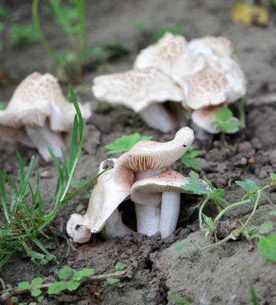 One First Spring Edible Mushrooms Appear May Calocybe Gambosa — Stock Photo, Image