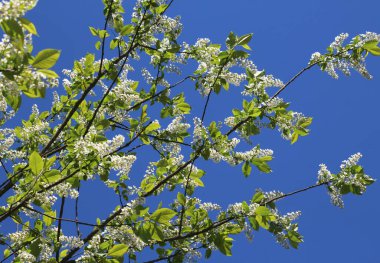 İlkbaharda, kuşkiraz ağacı (Prunus padus) doğal olarak büyür ve çiçek açar.