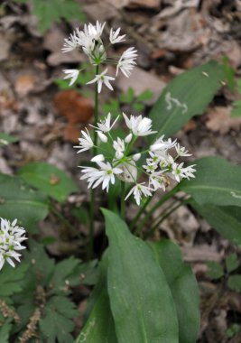 Allium ursinum grows in the forest, in the wild