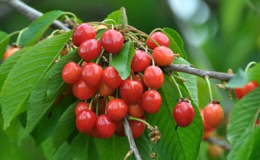 Bir ağaç dalında, olgun kırmızı çilekler tatlı kiraz (Prunus avium)