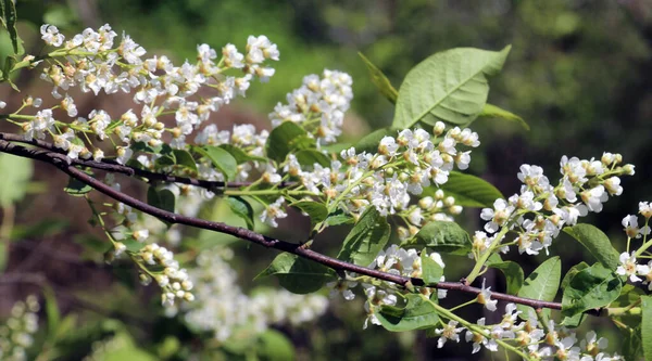 Frühling Wächst Und Blüht Der Vogelkirschbaum Prunus Padus Der Natur — Stockfoto
