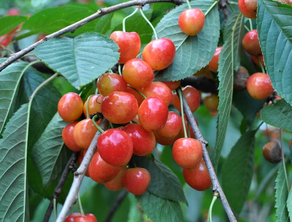 在树枝上 成熟的红色浆果甜樱桃 Prunus Avium — 图库照片