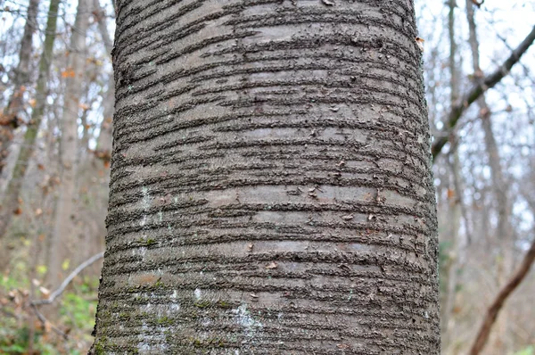 Stare Drzewo Wiśniowe Prunus Avium Tułowiem Korą — Zdjęcie stockowe