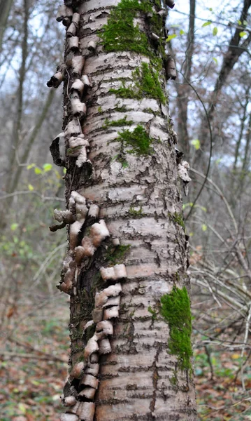 Eski Kiraz Ağacı Erik Ağacı Gövdesi Kabuğu Ile — Stok fotoğraf
