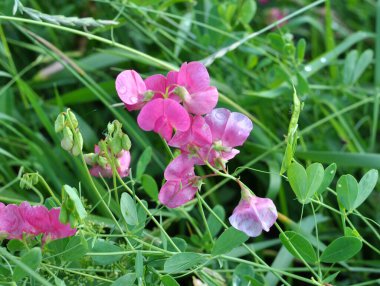 Yazın, Lathyrus tüberosus tarladaki otların arasında yetişir.