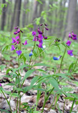 Ormanda ilkbahar çiçek açar Lathyrus vernus