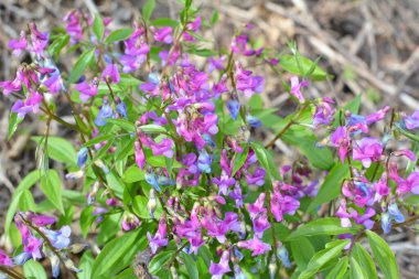 Ormanda ilkbahar çiçek açar Lathyrus vernus