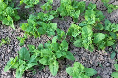 İlkbaharda, yenilebilir bitki bahçesi orach (Atriplex hortensis) açık zeminde yetişir.