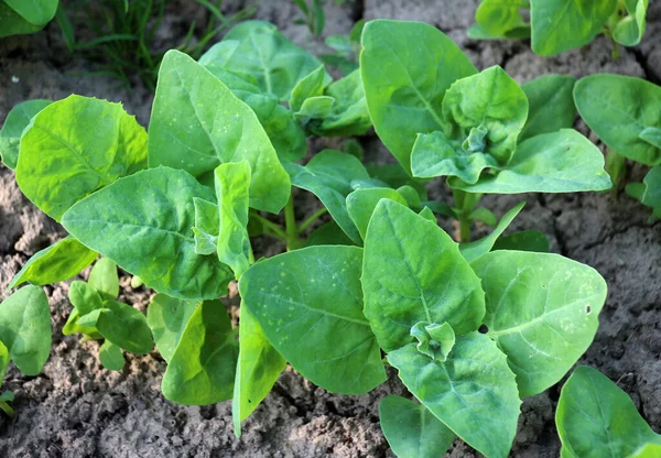 İlkbaharda, yenilebilir bitki bahçesi orach (Atriplex hortensis) açık zeminde yetişir.