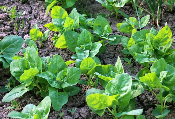 Spring Edible Plant Garden Orach Atriplex Hortensis Grows Open Ground — Stock Photo, Image