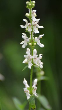 Stachys recta otların arasında yetişir.