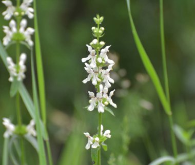 Stachys recta otların arasında yetişir.