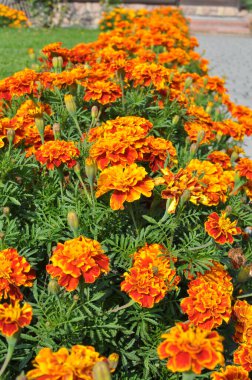 Çiçek tarlasında çalılar çiçek açar (tagetes) - Paskalya ailesinin yıllık bitkisi