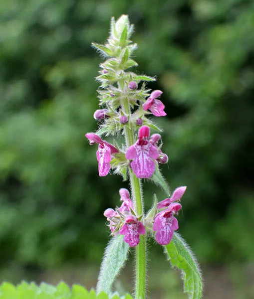 Stachys Sylvatica Grows Wild Forest — Stock Photo, Image