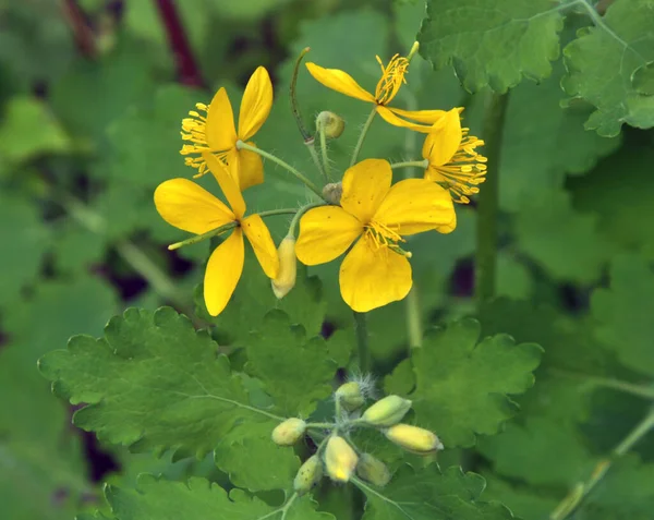 Çelidonyum Majus Yaprakları Sarı Çiçekleri Vahşi Doğada Yetişiyor — Stok fotoğraf