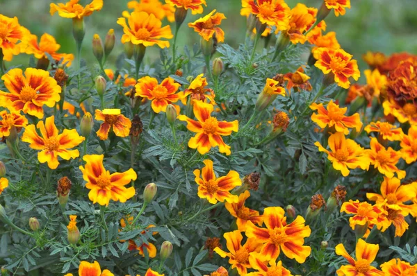 stock image On the flowerbed bushes bloom marigold (tagetes) - annual plant from the family of aster