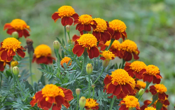 stock image On the flowerbed bushes bloom marigold (tagetes) - annual plant from the family of aster