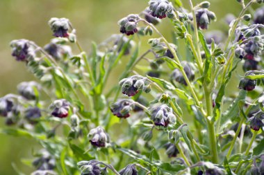 Vahşi doğada, Cynoglossum otlar arasında çiçek açar.