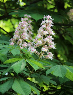 İlkbaharda kestane çiçekleri doğada açar (Aesculus hipokastanum, acı kestane)