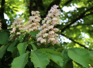 İlkbaharda kestane çiçekleri doğada açar (Aesculus hipokastanum, acı kestane)