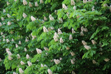 İlkbaharda kestane çiçekleri doğada açar (Aesculus hipokastanum, acı kestane)