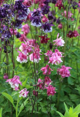 İlkbahar sonu ve yaz başında, Aquilegia vulgaris bahçede çiçek açar.