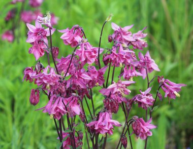 İlkbahar sonu ve yaz başında, Aquilegia vulgaris bahçede çiçek açar.