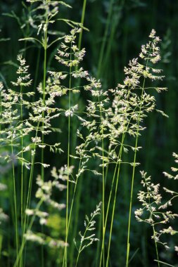 Çayırlarda, yabani otların arasında Poa büyüyor..