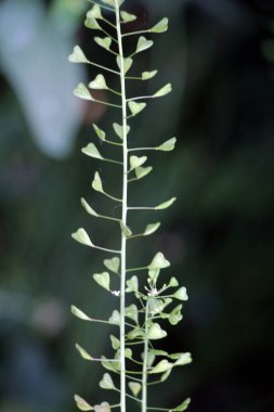 Doğada, tarla Capsella bursa-pastoris yetiştirir.