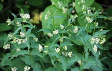 İlkbaharda, Vincetoxicum hirundinaria ormanda çiçek açar.