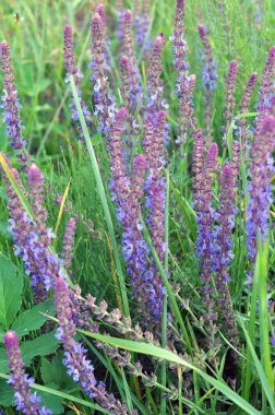 Sage (salvia nemorosa) yabani otların arasında yetişir.