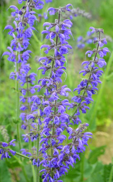 Summer Meadow Sage Salvia Pratensis Blooms Wild Herbs — Stock Photo, Image