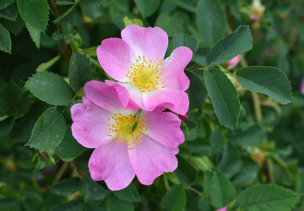 Primavera Fiorisce Cespuglio Rose Selvatiche — Foto Stock