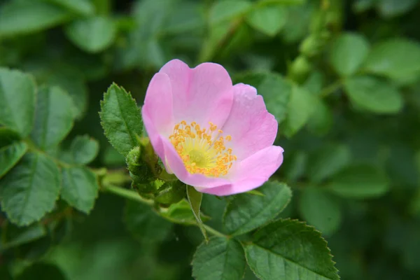 Keväällä Villi Ruusupensas Kukkii — kuvapankkivalokuva