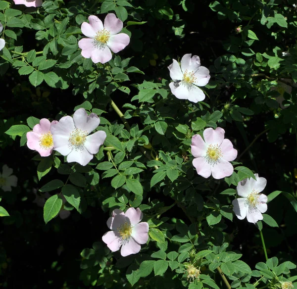 Wiosną Krzew Róży Kwitnie — Zdjęcie stockowe