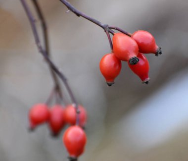 Kırmızı böğürtlenler bir köpek gül dalında olgunlaşır.