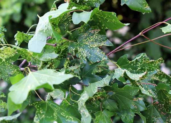 stock image Aceria myriadeum is a species of mites in the family Eriophyidae and genus Aceria on the leaves of the field maple (Acer campestre). It is responsible for the formation of galls on the leaves.