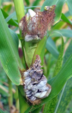 Sick corn plant affected by fungus Ustilago zeae Unger