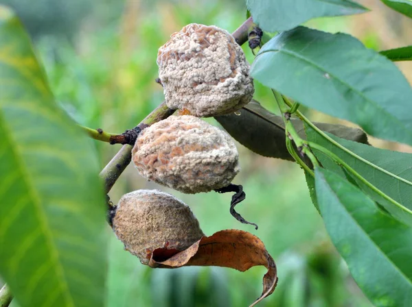 Una Fruta Melocotón Una Rama Árbol Está Infectada Con Moniliosis — Foto de Stock