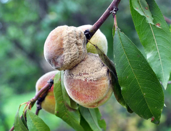 Una Fruta Melocotón Una Rama Árbol Está Infectada Con Moniliosis — Foto de Stock