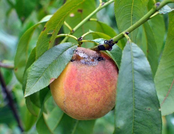 A peach fruit on a tree branch is infected with moniliosis (Monilia cinerea)