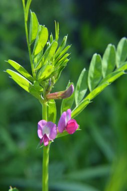 Kara bezelye (Vicia sativa subsp. Zenciler doğada otların arasında büyür.