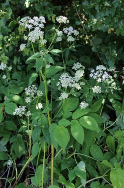 Aegopodyum podagraria vahşi doğada bir ot gibi büyüyor.