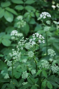 Aegopodyum podagraria vahşi doğada bir ot gibi büyüyor.